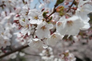 新年度もよろしくお願いします。